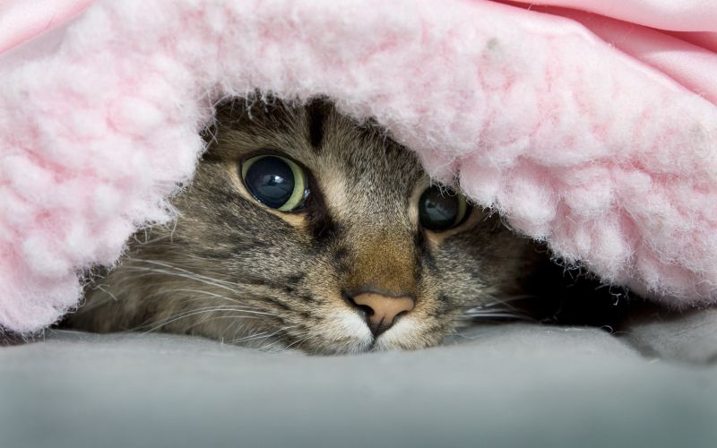 cat, nose, whiskers, eye, skin, flower cat, nose, whiskers, eye, skin, flower