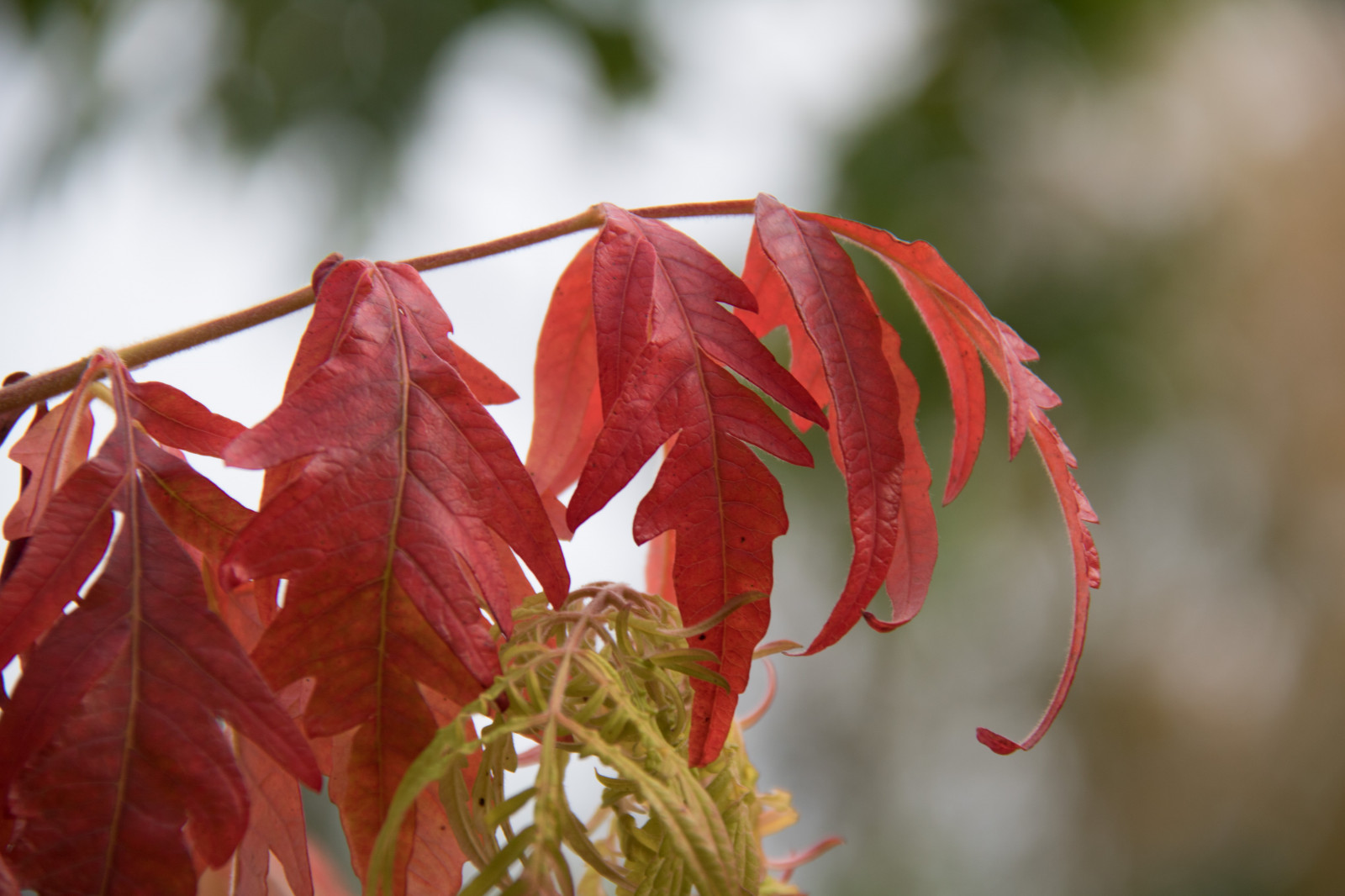 slunečnímu záření, zahrada, Příroda, Červené, park, větev, strom, podzim, list, květ, rostlina, sezóna, flóra, h st, l v, exif modelu canoneos760d, geocountry, Kamera aby kánon, geocity, Model fotoaparátu canoneos760d, geostate, geolocation, EXIF čočka efs18200mmf3556is, EXIF otvor 56, exif aby kánon, exif focallength 150mm, EXIF isospeed 125, Alnarp, botanika, suchozemská rostlina, kvetoucí rostlina, dřevina, zblízka, keř, makro fotografie, závod stonek, javor, Javorový list