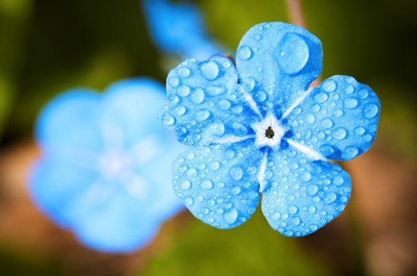 myosotis,forget,macro,drops,blue