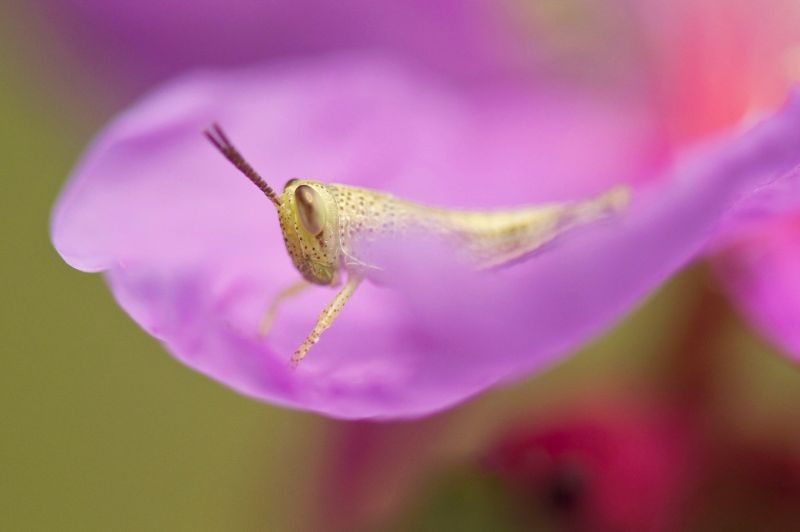 Animales,fotografía,flor,macro,insecto,polen