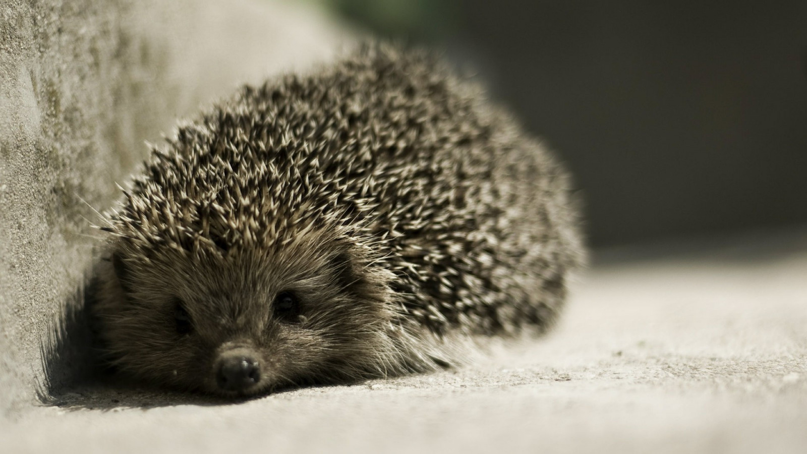 animali, natura, barba, riccio, fauna, mammifero, bianco e nero, vertebrato, avvicinamento, Erinaceidae, riccio addomesticato, porcospino, echidna