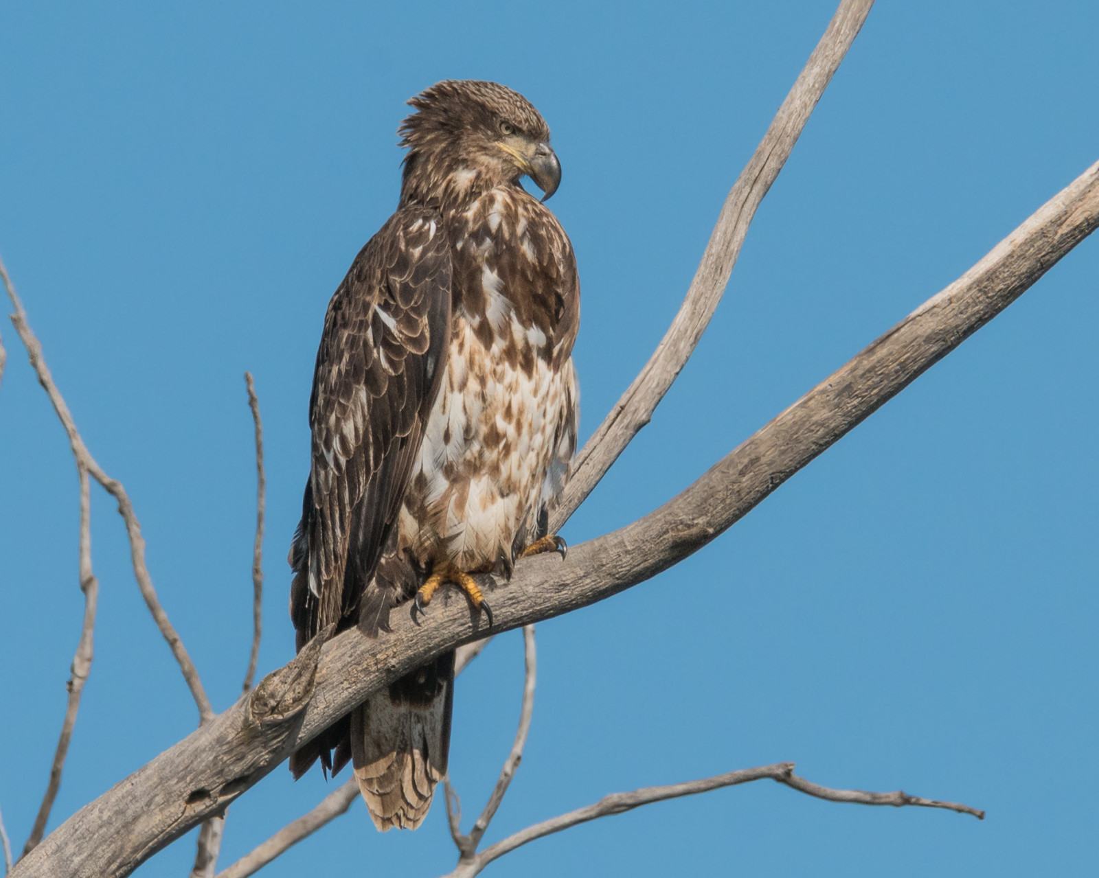 Volně žijících živočichů, Příroda, orel, plešatý, mladistvý, migrující, rybolov, sérový, důstojný, Královský, detail, Pírko, značení, barva, Krásná, oči, zobák, pařáty, připravený, tamron150600g2, nikond500, jaro, Manawa, jezero, Iowa
