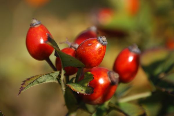 rosehip,fruits,berries,branch