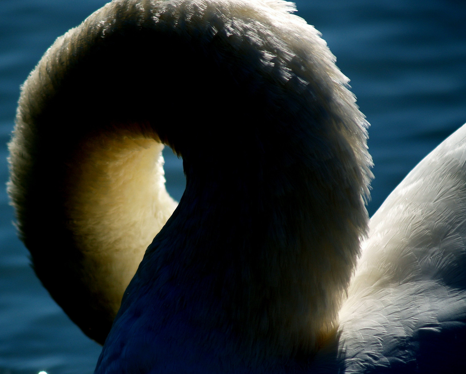 světlo, topf25, labuť, Bravo, labutě, štika, lakegarda, Cigni, Cigno, outstandingshots, gardawind, abigfave, artlibre, anawesomeshot, impressedbeauty