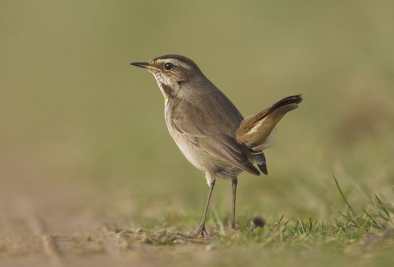 Bluethroat, kuş, Vahşi hayat, doğa, kanat Bluethroat, kuş, Vahşi hayat, doğa, kanat