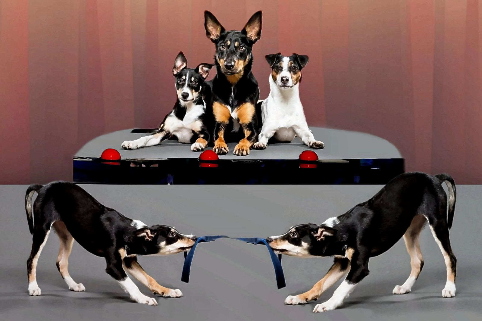 humor, Pes, savec, animali, mohu, obratlovců, pes jako savec, ambrosioni, zzmanipulation, Amico, Gara, Fune, giuria, výstava psů