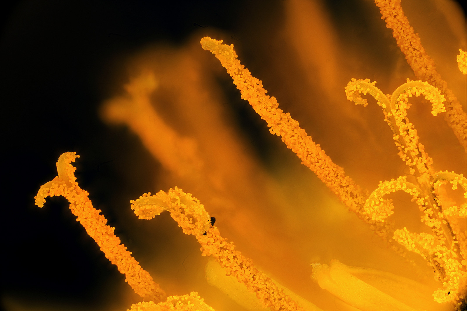 fiori, piante, pianta, fiore, macro, botanico, dente di leone, plantae, botanica, macropod, macrofotografia, macrografia, macroscopico, Angiospermi, Macroscopio, macrofotografia, Tassonomia regno plantae, Plantbotany, macroscopicsolutions, Macroscopicsolutionsmacroscopic, Wwwmacroscopicsolutionscom