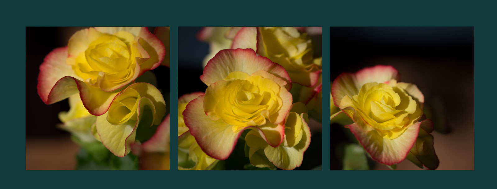 gloriasalvanteglophotography, begónie, květ, flor, flóra, květ, květiny, zelená, domácí rostlina, makro, rostlina, Červené, Studio, modrozelený, tři, trio, triptych, Tuberousbegonia, žlutý