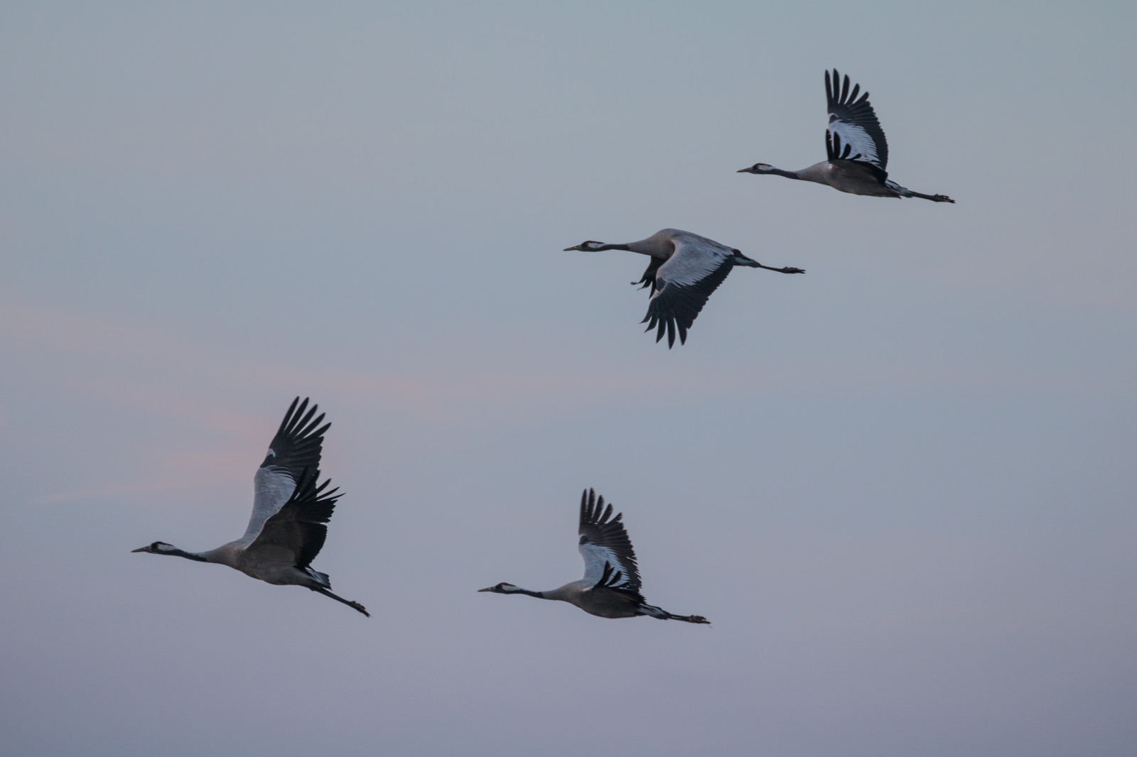 Let, pták, jeřáb, f gel, Trana, pulken, stádo, křídlo, Atmosféra Země, prohlížení pták, obratlovců, migrace ptáků, migrace zvířat, Jeřáb jako pták