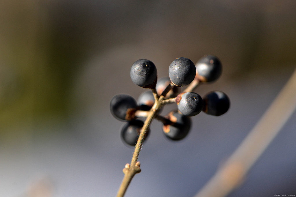 zima, rostliny, Spojené státy americké, ny, newyork, makro, Příroda, Země, leden, 85mm, blues, dlouhý ostrov, olistění, zelenina, makrofotografie, 2015, muttontown, Wantagh, muttontownpreserve, nikond3100