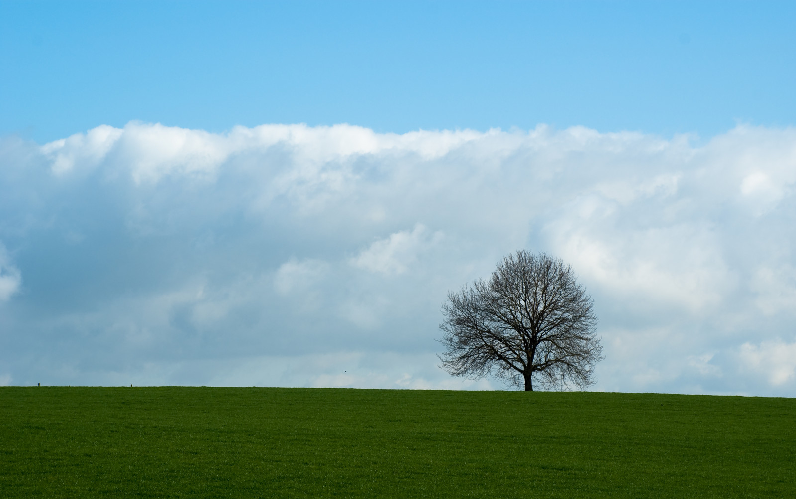 Holandsko, strom, dějiny, Příroda, holandský, Nijmegen, Sony, výložník, Limburg, Historie, A300, fiatlux, Sintjansberg, ilobsterit