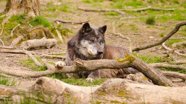 forest,wolf,predator,face,lie