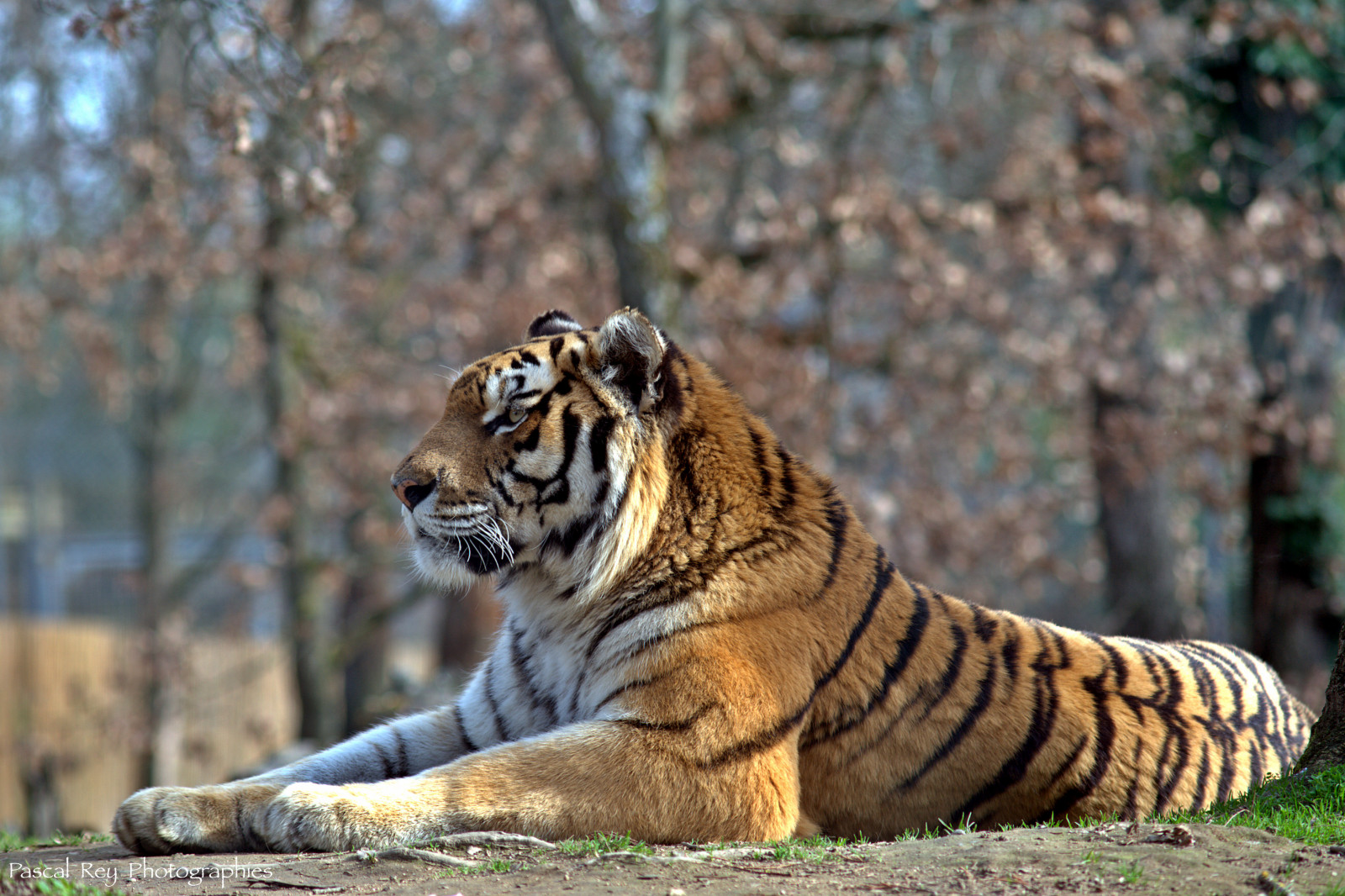 숲, 동물, 잔디, 사진술, 호랑이, 야생 생물, 리눅스, 큰 고양이, 동물원, 황야, 우분투, 구레나룻, 아루바, 집 밖의, 외부, 동물 애호가, 봄, 원정 여행, 사진들, 사진가, 동물 상, 포유 동물, d700, 동물 애호가, 외골격, 프린트 엠프, animaux, 티에르, 포유 동물과 같은 고양이, 주둥이, 카니발란, 하이에나, 유기체, 디지캠, 동물 애호가, 디지털 카메라 사용자, 오픈 소스, 자유 소프트웨어, abw, 사진 간행물, 파스칼 레이 사진, 티그 레, 콩, 하이네, terrestrial animal