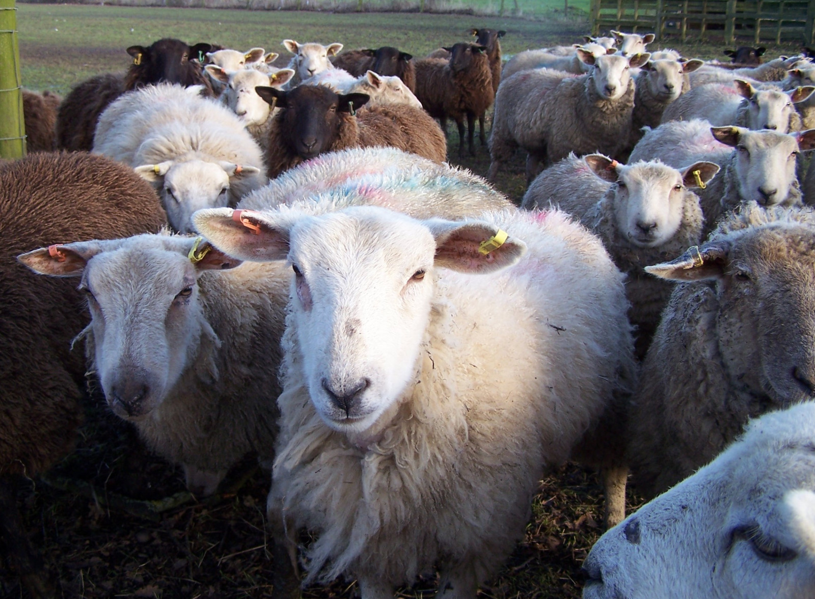 staffordshire, pecora, mammiferi, bradley