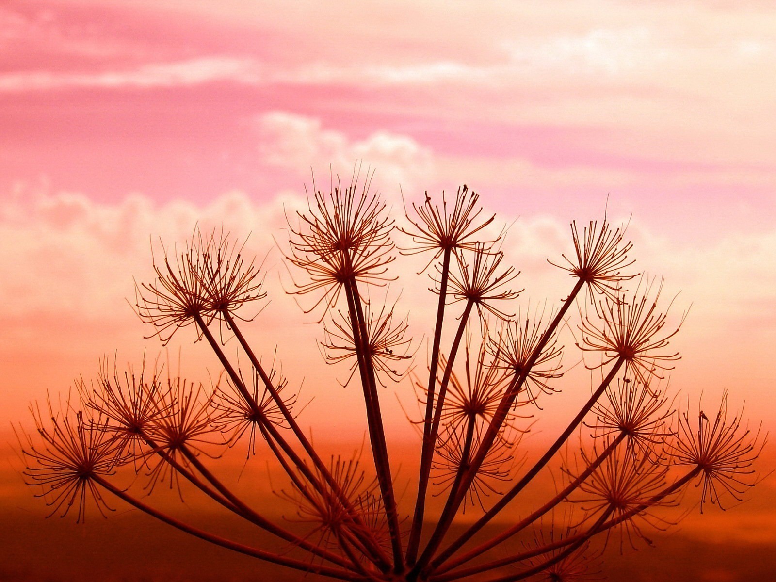 แสงแดด, พระอาทิตย์ตก, ธรรมชาติ, ท้องฟ้า, พืช, ฟิลด์, เมฆ, สาขา, พระอาทิตย์ขึ้น, ตอนเย็น, เช้า, ดวงอาทิตย์, ขอบฟ้า, พลบค่ำ, เมฆ, ต้นไม้, ดอกไม้, รุ่งอรุณ, ปลูก, ทุ่งหญ้า, ปรากฏการณ์บรรยากาศ, สายัณห์, ไม้ยืนต้น, ครอบครัวหญ้า, สะวันนา