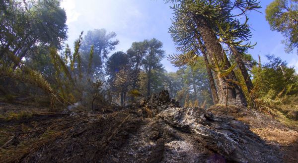 trees,landscape,forest,rock,nature,smoke