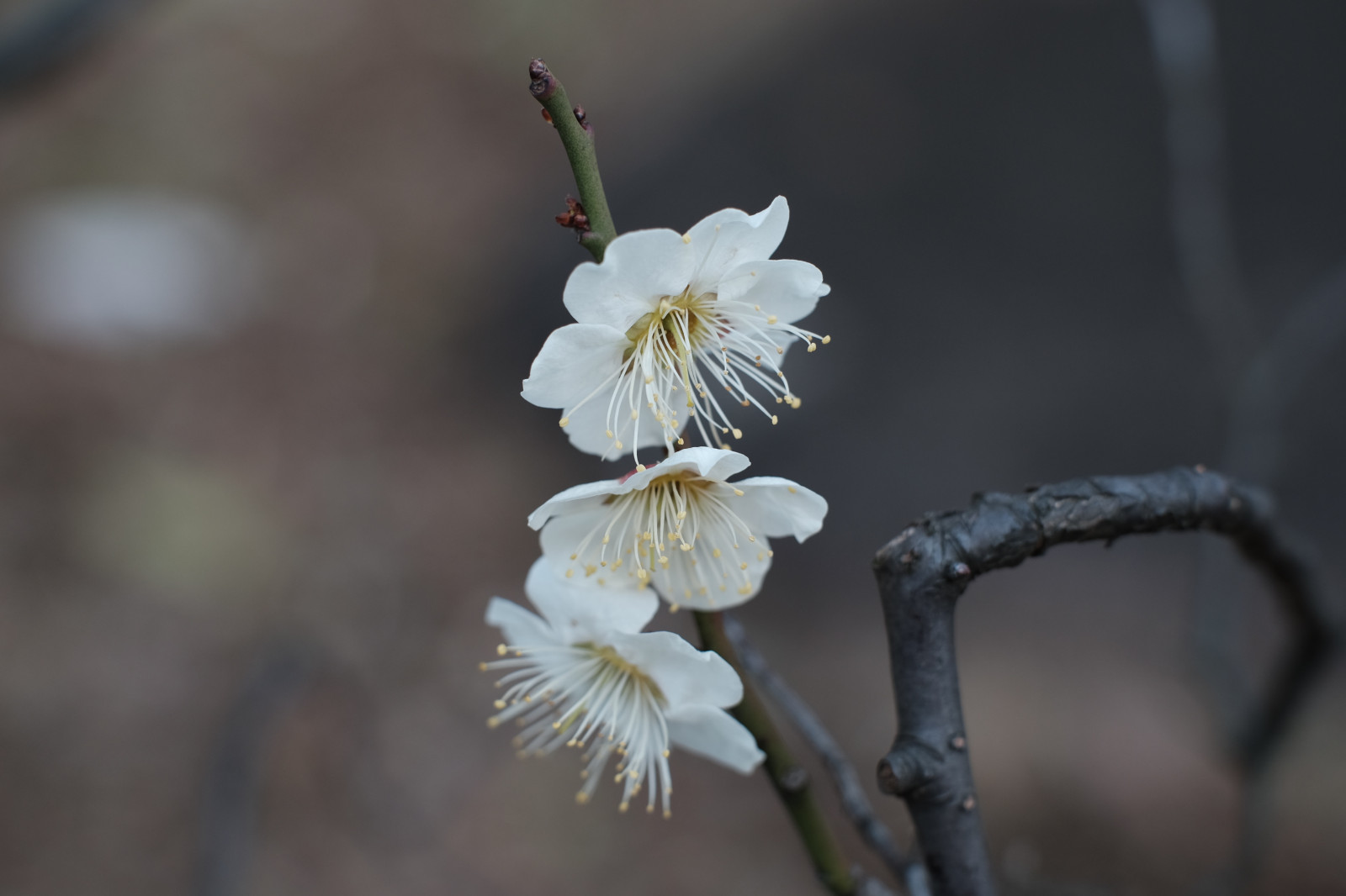 Japonsko, Příroda, fotografování, větev, květ, jaro, Tokio, Fujifilm, strom, list, květ, rostlina, UME, flóra, pupen, okvětní lístek, Fujinon, ikegamibaien, xf, Ikegami, japaneseapricot, classicchrome, x, xf56mmf12r, xf56mm, XT1, mcex, mcex11, otaward, divoká rostlina, větvička, vyrobit, botanika, suchozemská rostlina, kvetoucí rostlina, zblízka, makro fotografie, závod stonek