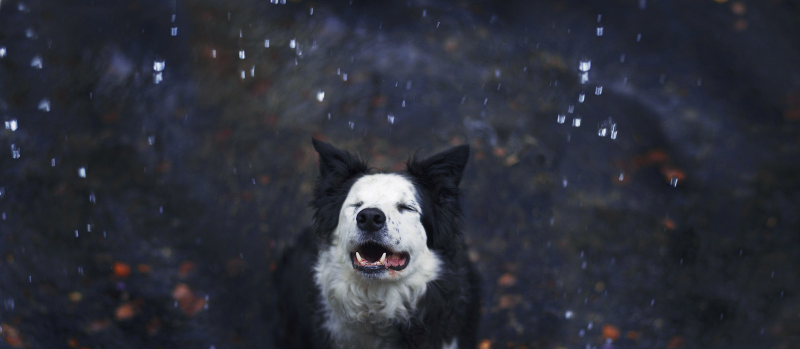 Wallpaper blue, dog, fall, wet, water, rain, fur, happy, 50mm, furry