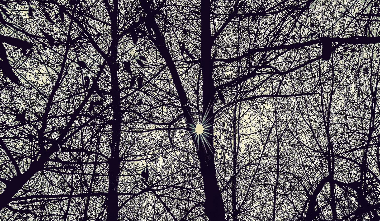 slunečnímu záření, les, podzim, černobílý, abstraktní, Příroda, nebe, zima, dřevo, větev, vzor, slunce, Nikon, květ, Srbsko, jaro, Lightroom, zkoumání, Pojmový, UMĚNÍ, světlo, paprsky, strom, NIKKOR, podzim, stíny, list, flickr, počasí, prozkoumat, rostlina, tělesné, Černá bílá, siluety, web, světlice, síť, větve, dřevěný, alternativní, čísla, Artland, zálesí, háj, větvička, Černý a bílý, monochromatické fotografování, dřevina, kufr, opadavý, formes, Srbija, caffe, artristic, naturesoul, síť, síťovina, méně je více, lightshadow, 365daysart, Valjevo, síťka