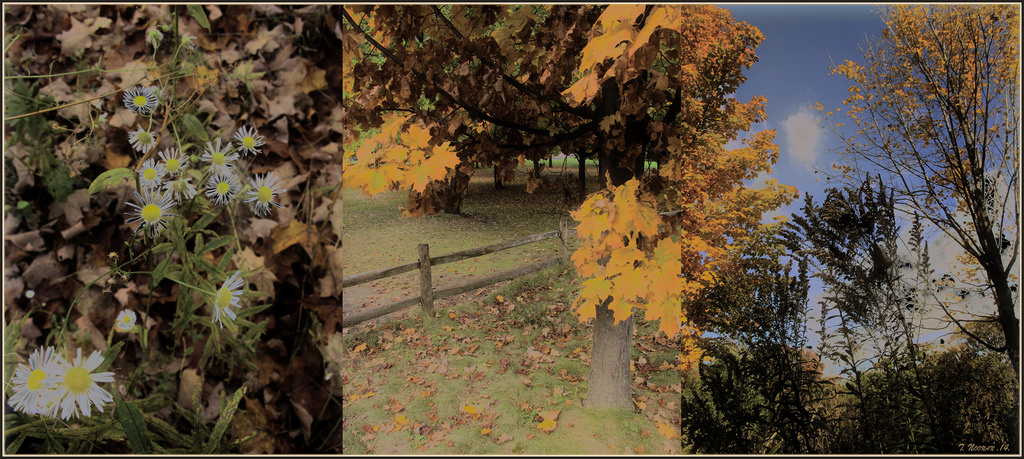 slunečnímu záření, stromy, krajina, les, listy, Photoshop, květiny, Příroda, nebe, mraky, ráno, bledý, plot, triptych, nízký, strom, podzim, list, odstín, květ, vysoký, rostlina, sezóna, flóra, digitální, střední, zálesí, daarklandsexcellence, místo výskytu, přírodní prostředí, dřevina, plevele, souprava, astry