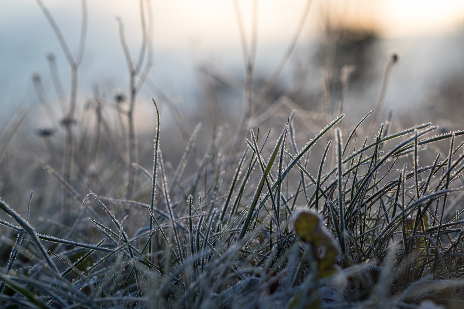 luce del sole, foresta, natura, erba, la neve, inverno, macro, ramo, freddo, mattina, brina, natura, albero, autunno, foglia, fiore, tempo metereologico, pianta, stagione, flora, macro, natur, s dersl TT, kallt, fauna, avvicinamento, fotografia macro, famiglia di erba