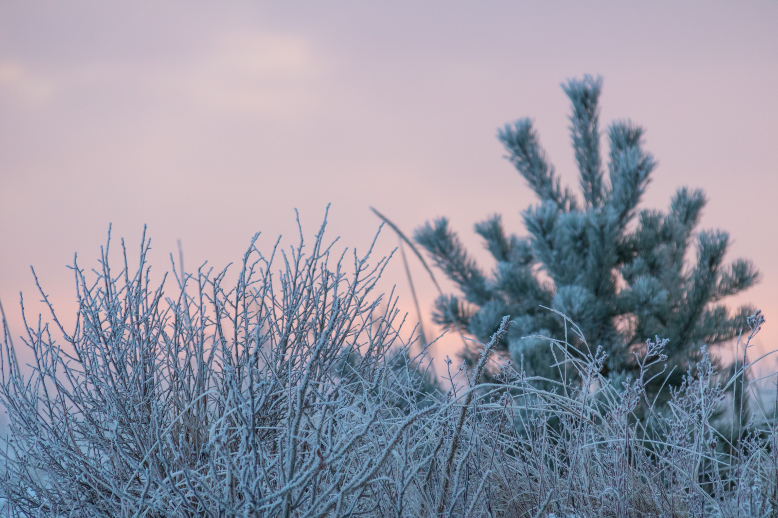 Příroda, tráva, nebe, sníh, zima, větev, Studený, ráno, mráz, vítr, smrk, jedle, Jinovatka, zmrazení, strom, počasí, rostlina, sezóna, Vinter, kallt, skateholm, rimfrost, větvička, dřevina, tráva rodina
