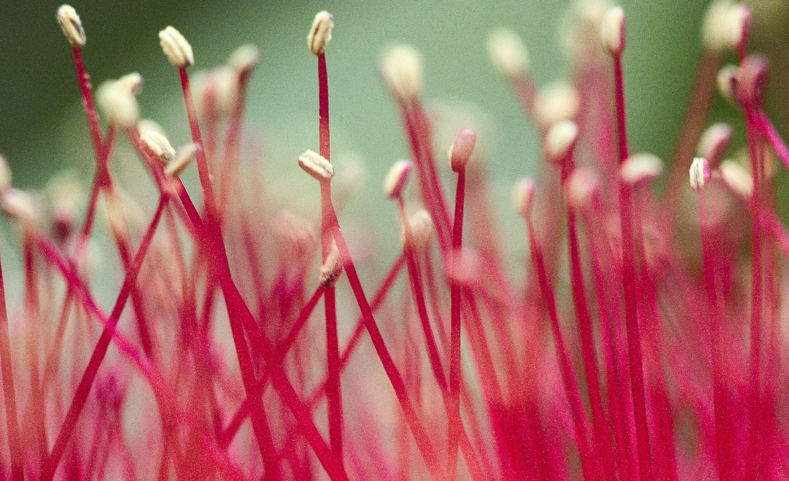 květiny, Červené, květ, makro, topf25, delete10, delete9, delete5, delete2, fav50, tvarovaná, delete6, 10, delete7, SAVE3, delete8, delete3, save7, save8, delete4, Uložit, SAVE2, fav20, save9, save4, lepit, save5, Delete1, save6, fav30, Štětečky, fav10, Ef100, fav25, fav100, fav40, fav60, fav90, fav80, fav70, superfave