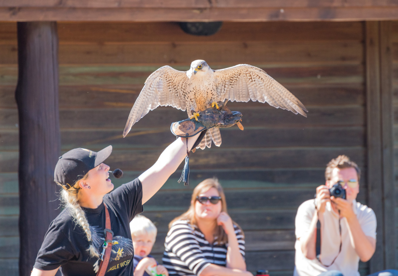 pták, Dánsko, Sokol, Danmark, Skagen, birdofprey, Falk, f gel, geolocation, sakerfalcon, falcocherrug, rovf gel, geocity, Kamera aby kánon, exif aby kánon, eagleworld, geocountry, geostate, exif focallength 300mm, EXIF otvor 56, EXIF ef70300mmf456lisusm čočka, sakerfalk, EXIF isospeed 500, tatarfalk, Model fotoaparátu canoneos760d, exif modelu canoneos760d, rnreservatet