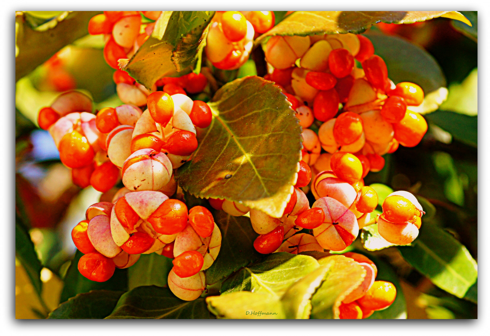 efterår, mad, have, rød, træ, frugt, gul, Sony, røn, efterår, blad, blomst, plante, flora, frugter, Euonymus, Busk, kronblad, Herbst, rådne, gelb, garten, fremstille, jord plante, blomstrende plante, Busk, Frucht, Beeren, Strauch, Berris, geh lz