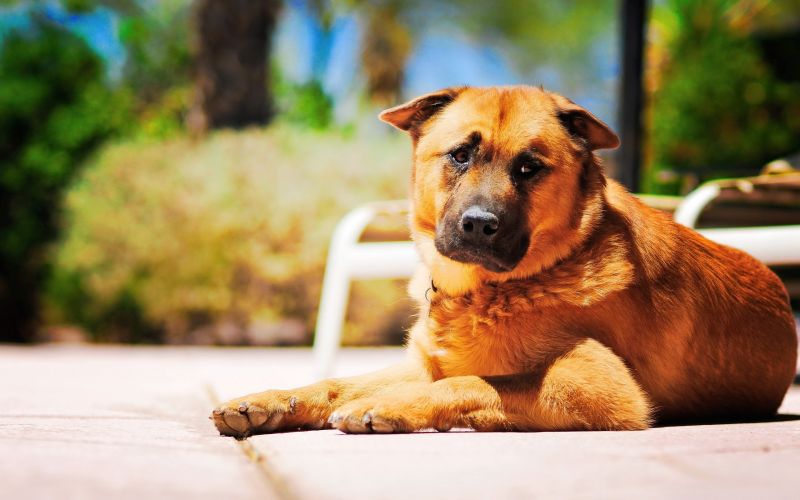 dog, puppy, mammal, 2560x1600 px, vertebrate, dog like mammal dog, puppy, mammal, 2560x1600 px, vertebrate, dog like mammal