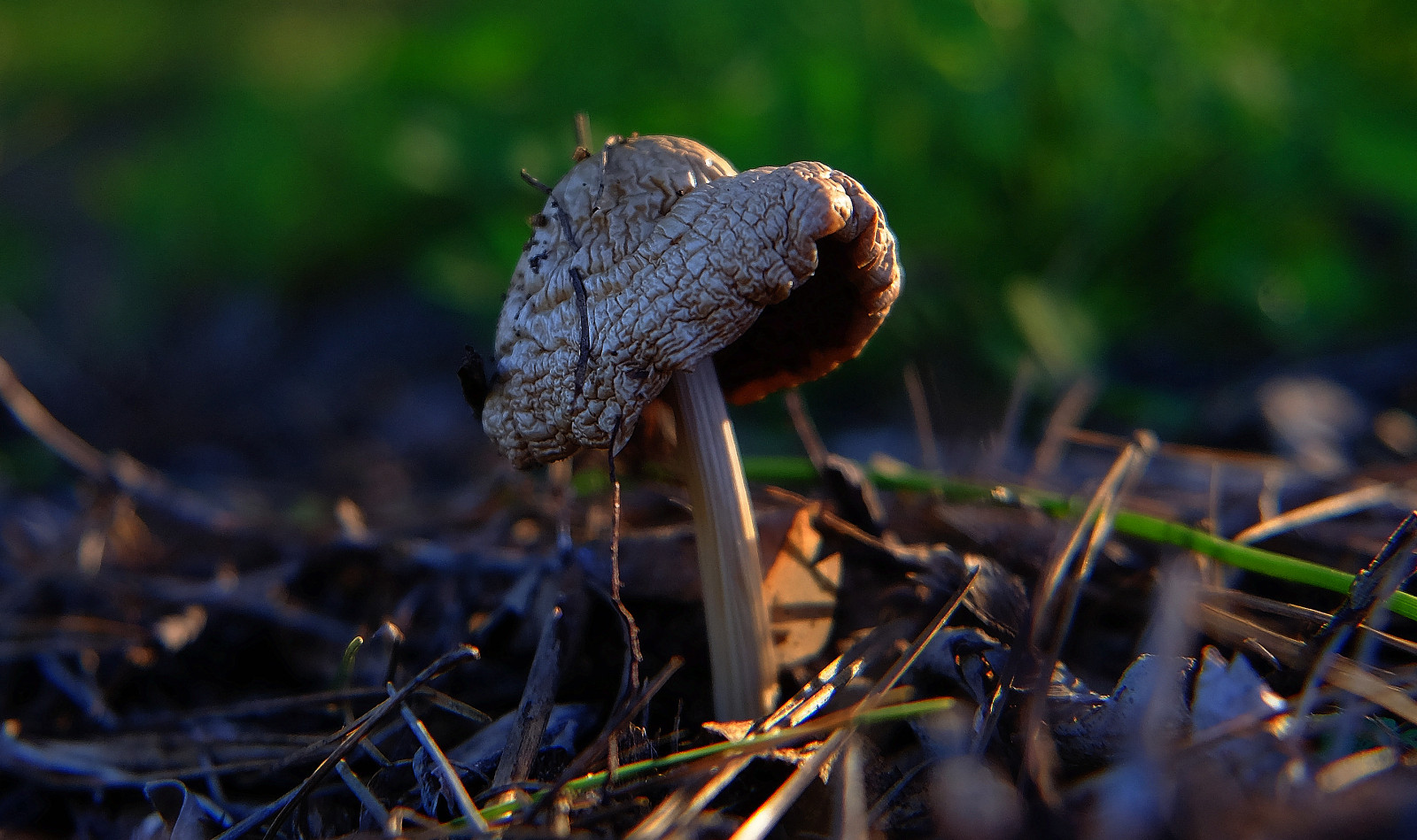 Příroda, tráva, makro, houba, Fujifilm, houba, UMĚNÍ, blinkagain, flóra, makro, fuji, photowalk, XT1, flickraward, ngc, natura, flickrstruereflection1, národní geografie, editace, photografy, sharingart, Parques, flickrclickx, Melilla, zblízka, makro fotografie, tráva rodina, závod stonek, vlhkost, agaricomycetes, léčivý houba, crazygeniuses, afotando, arttate, jedlá houba, Agaricaceae, makra, macrofotografia, soulocreativity1, génius, adilmehmood, crazygenius, flickrphotowalk, fujistas, fujixt1fujifilm, photowalkmelilla, photograpfy, jocarlo, clickofart, pwmelilla, xt1fuji, agaricus