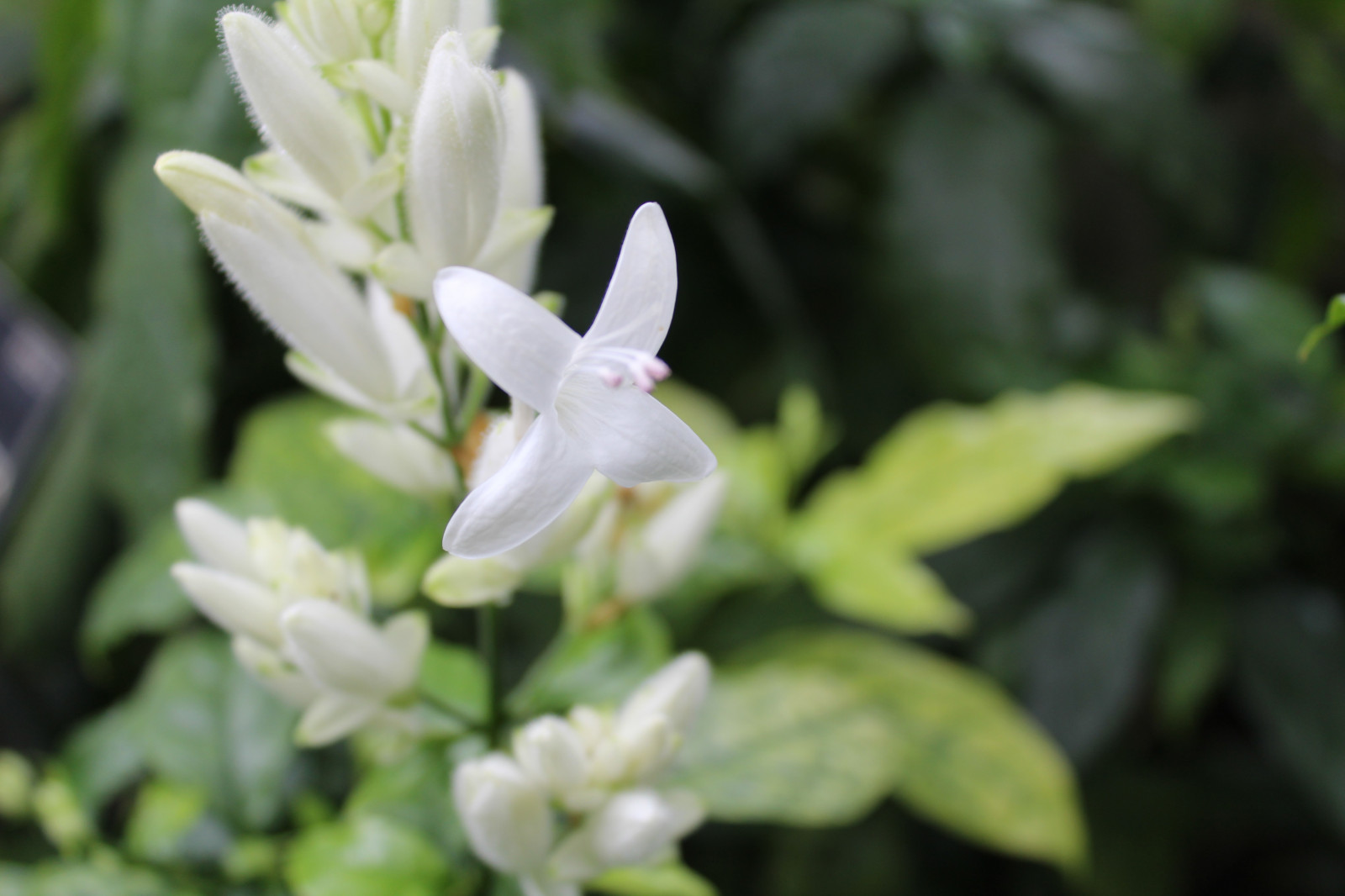 colorato, fiori, fiorire, Gelsomino, fiore, pianta, flora, Fiore di campo, botanica, impianto di terra, pianta fiorita, fulvo giglio, arbusto, fotografia macro