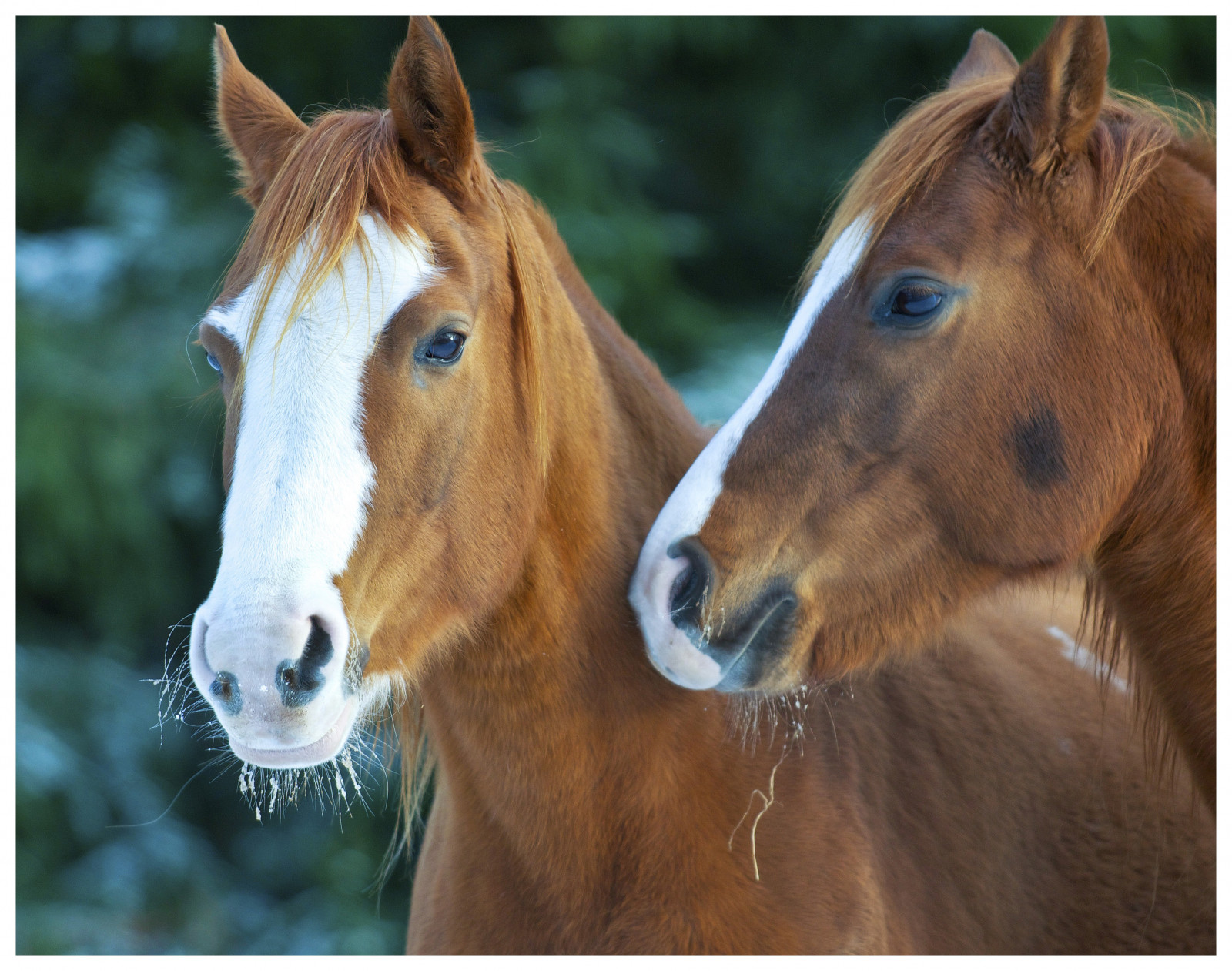 kůň, zima, Hříbě, zvíře, Vinter, h st, DJUR, pastvina, hříbě, kobyla, fauna, savec, obratlovců, hříva, kůň jako savci, hřebec, mustang kůň, pack animal, h glandet