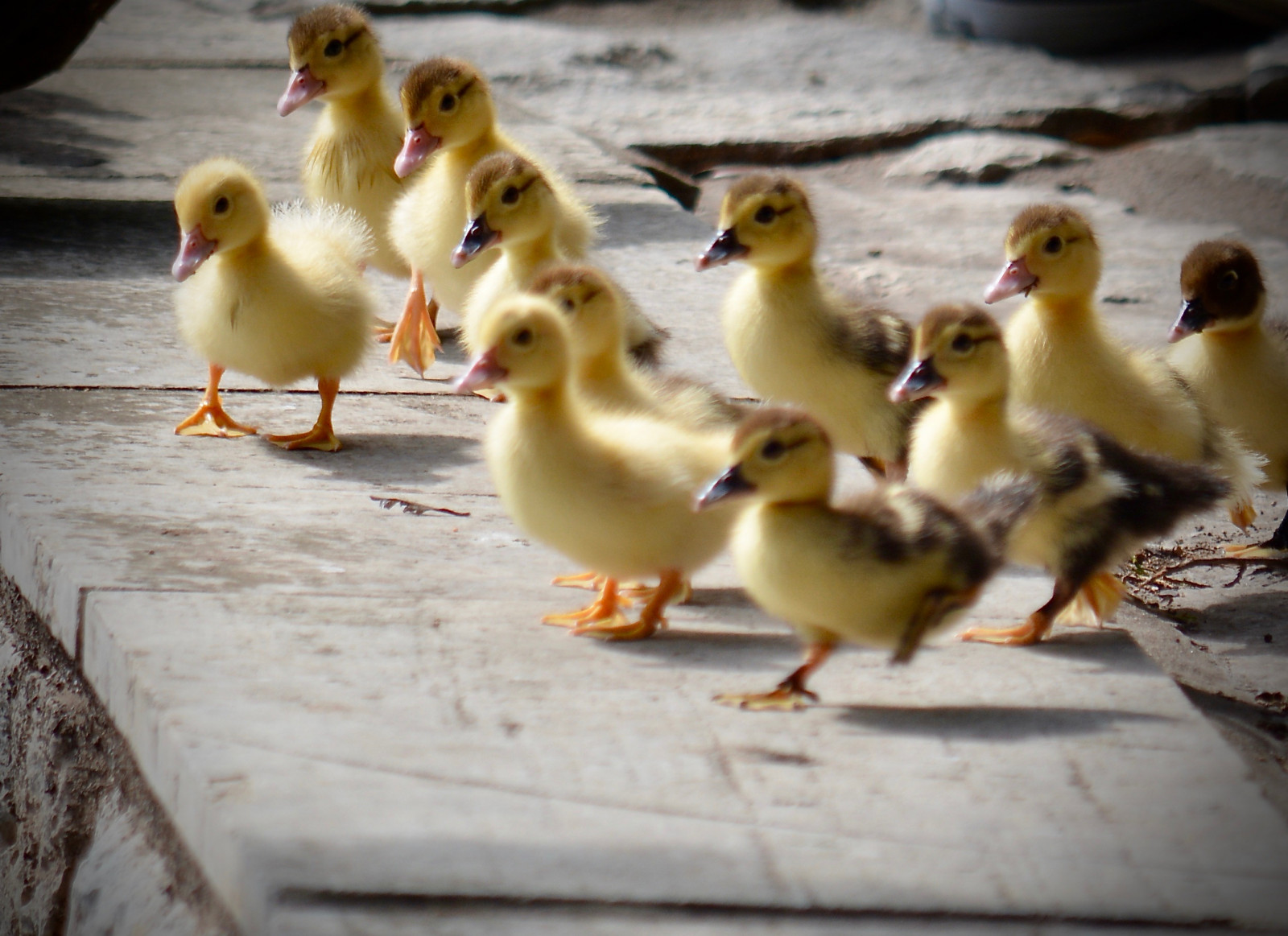 Wallpaper ducks, funny, baby, cute, adorable, family, together