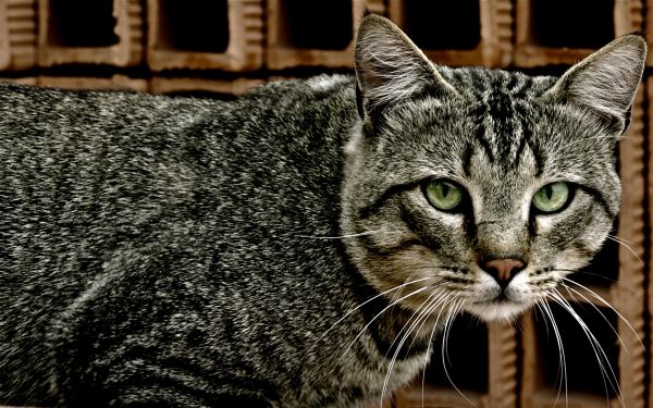 kedi,Yüz,bak,çizgili,Örgü