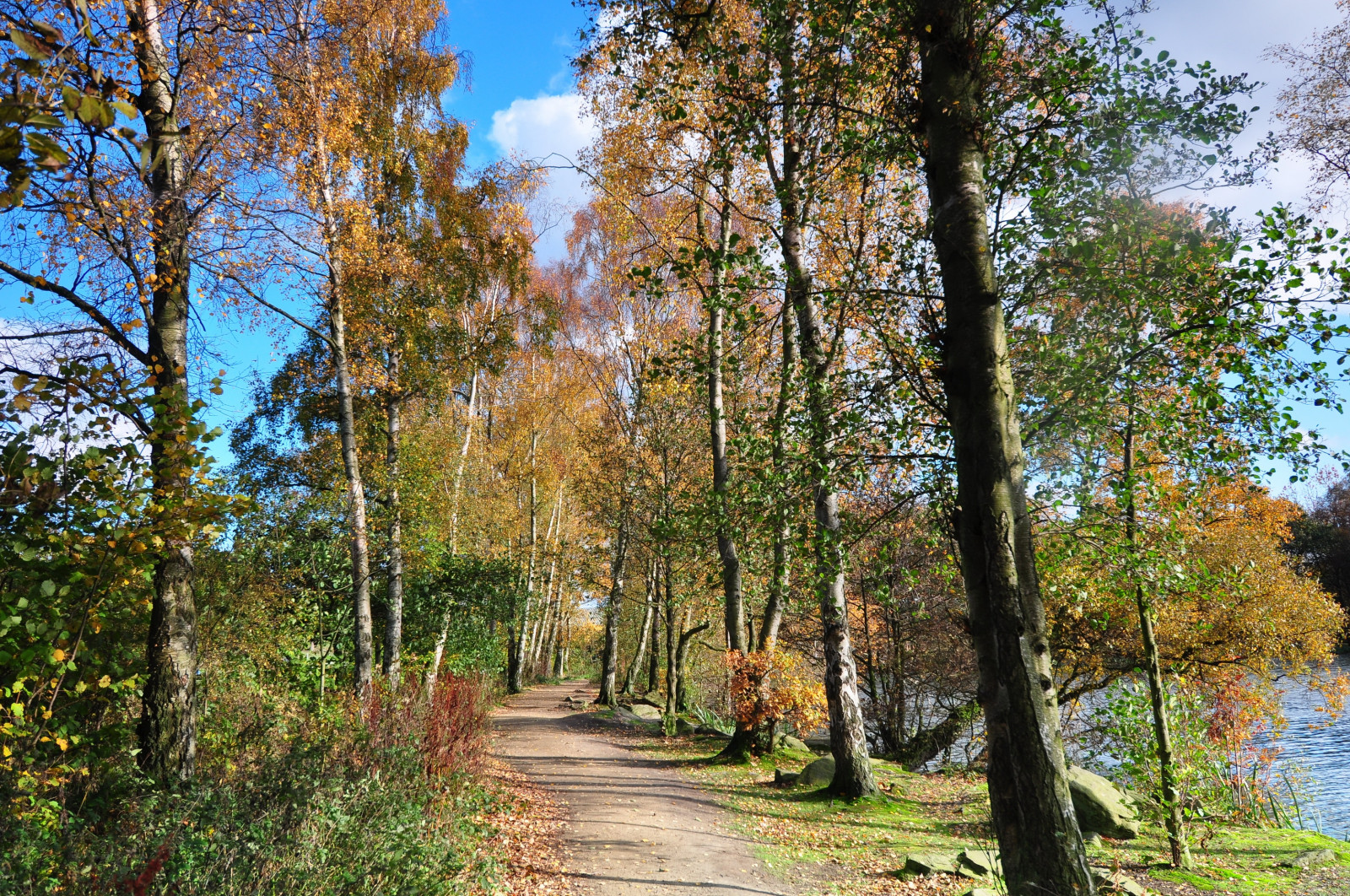 Wallpaper landscape, England, trees, birch trail, nature 3072x2040