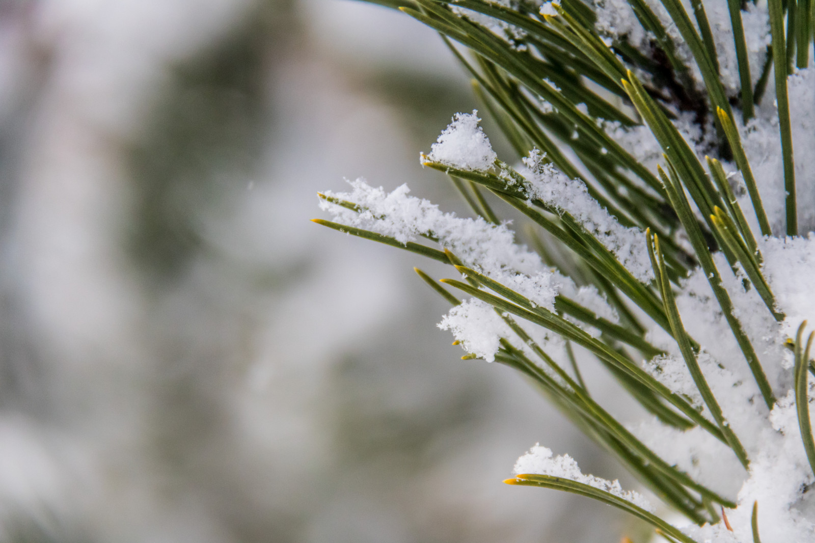natur, græs, sne, vinter, afdeling, grøn, frost, blomst, forår, træ, blad, blomst, vejr, plante, sæson, flora, sn, vinter, Smygehamn, wildflower, Kvist, botanik, tæt på, makrofotografering, græs familie, stængelplante