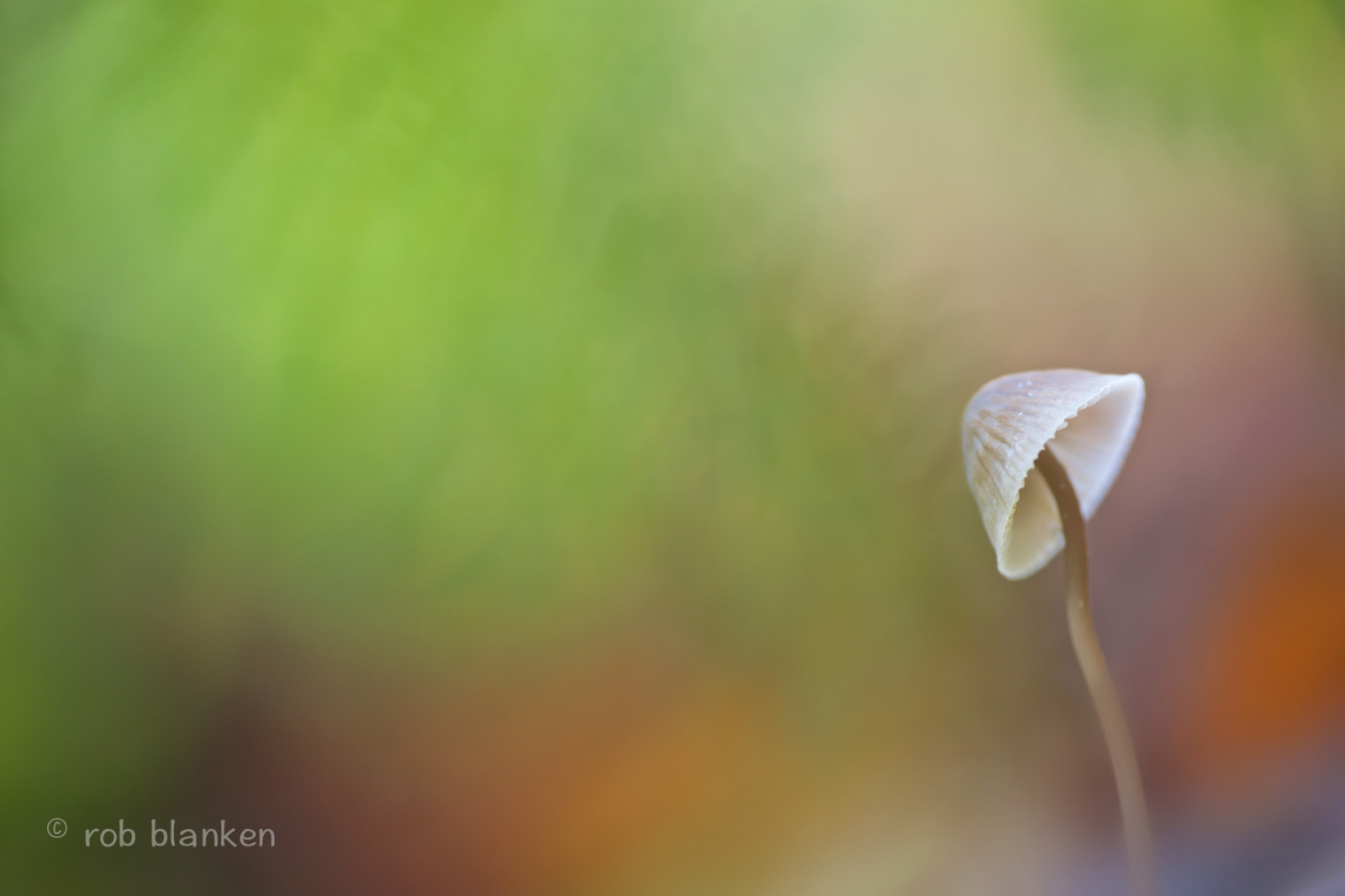 Sonne, Pilz, Farben, Nikond800, Sigma180mm128apomacrodghsm