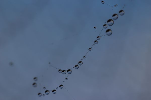 water,sky,branch,blue,dew,drop