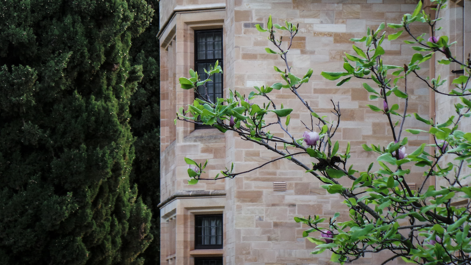 zelená, květ, stěna, strom, rostlina, Dům, sousedství, okno, list, domů, větev, fasáda, obytný prostor, nádvoří, budova, chalupa, vesnice