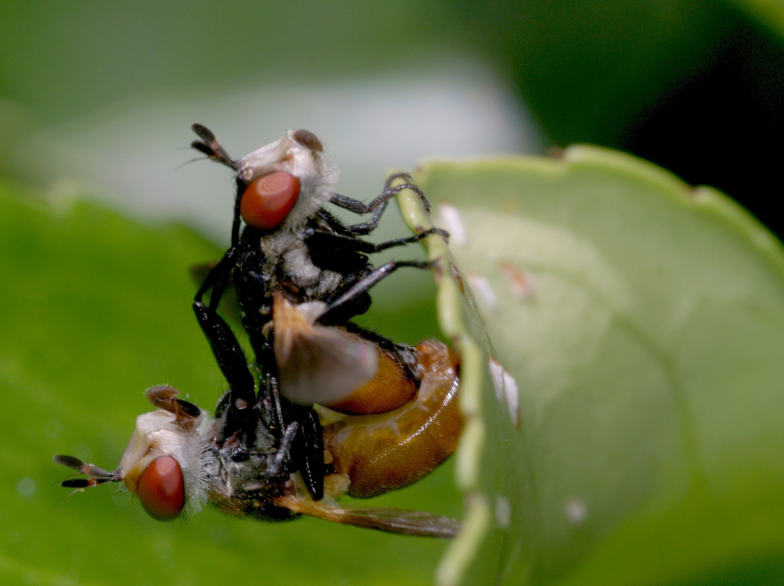 Příroda, makro, hmyz, Létat, diptera, Olympus, Brouk, škůdce, sršeň, hmyzu, zblízka, makro fotografie, bezobratlý, členovců, organismus, membrána okřídlený hmyz, ploštice, DIPT re, duvalilat, mouche, Tachinidae, Adouplement, Gymnosom