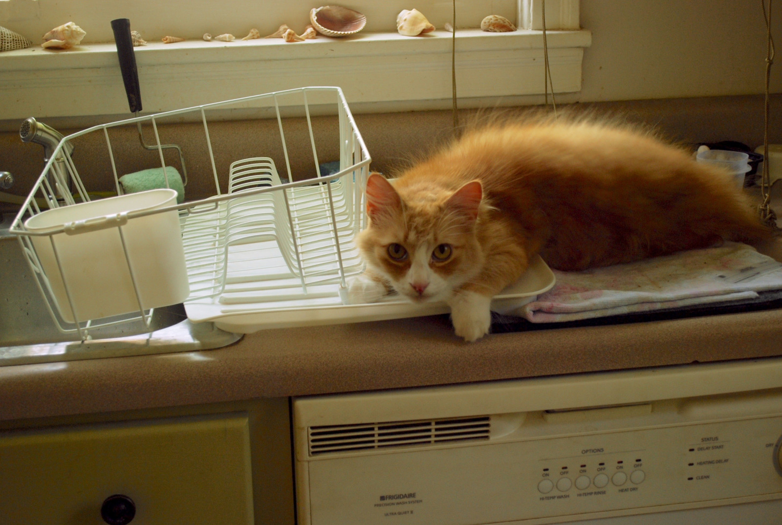 orange, han-, Fedtmule, kat, pels, ingefær, lodne, snak, tabby, jimmy, langt hår, kitteh, Macska, Gatto, Katzen, kot, Kocka, Kedi, skyldig, katt, Kissa, kottur, Macka, Kucing, kate, ma ek, ka er, Pisica, gorbe, dishdrain