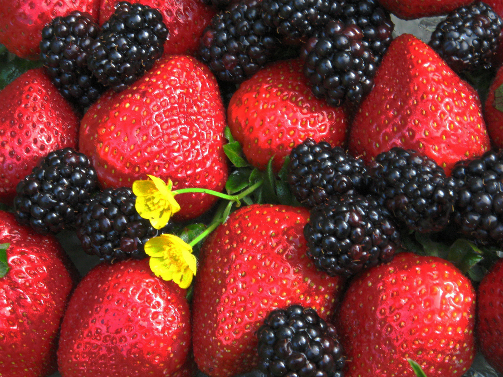 květiny, světlo, Červené, Černá, květ, makro, zelená, žlutý, ovoce, Kánon, jahoda, ostružina, Pryskyřník, jahody, lightandshadow, ostružiny, blatouchy, supershot, superbmasterpiece, lunarvillage, photofaceoffwinner, photofaceoffplatinum, colourartaward, A3b