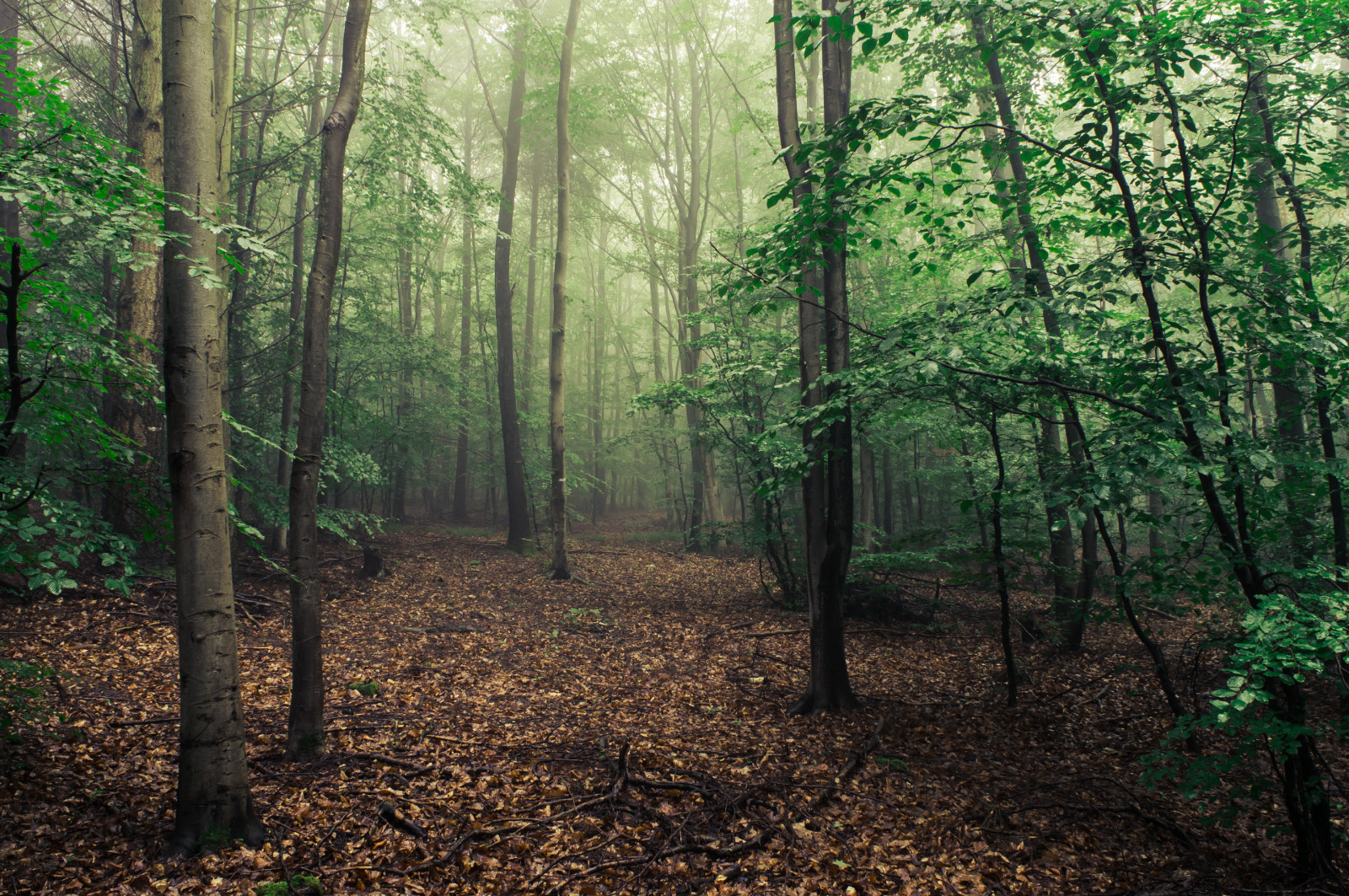 slunečnímu záření, stromy, krajina, les, Příroda, větev, zelená, mlha, divočina, džungle, červen, deštný prales, 2016, strom, podzim, mlha, list, Landschaft, de, natur, les, deutschland, stezka, Wald, baum, b UME, nordrheinwestfalen, Nebel, zálesí, Forst, háj, místo výskytu, přírodní prostředí, atmosférický jev, dřevina, geografický rys, ekosystém, mírné jehličnatý les, biome, prales, smíšený les, opadavý, červen, eifel, Rheinbach