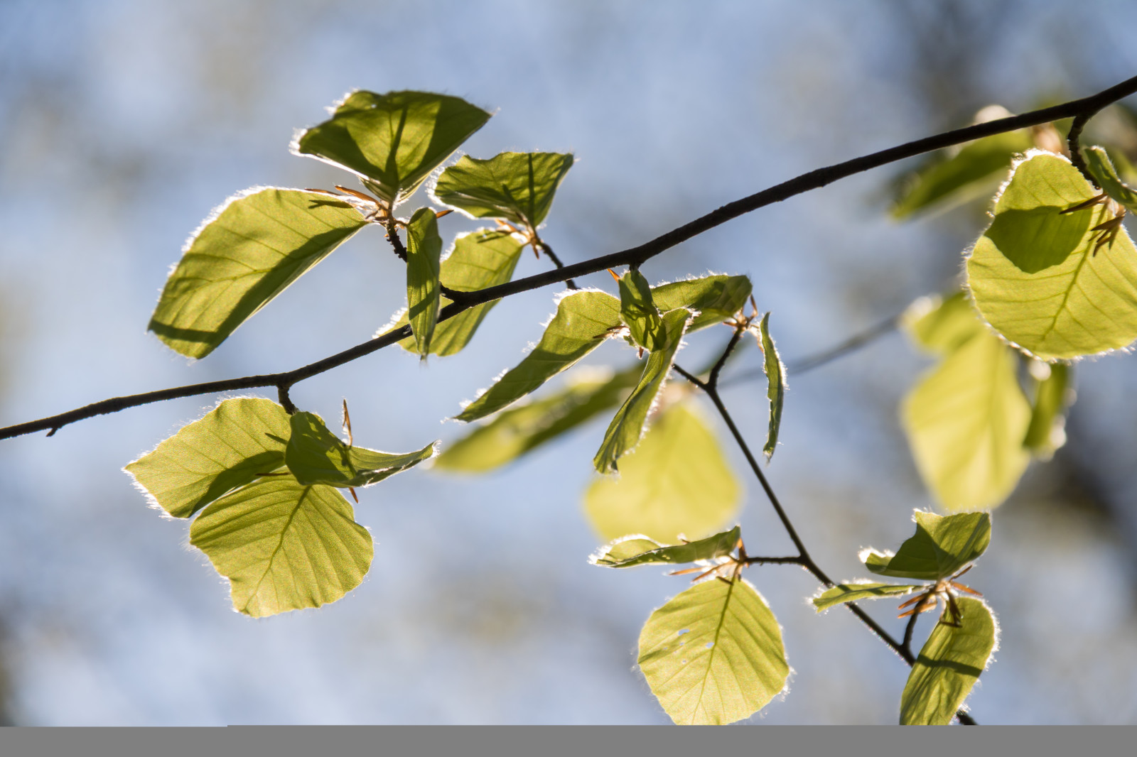 luce del sole, foresta, cibo, natura, ramo, verde, giallo, fiorire, bokeh, primavera, faggio, albero, autunno, foglia, fiore, pianta, stagione, flora, l v, boschi, Skog, Torup, bokskog, ramoscello, produrre, botanica, impianto di terra, pianta fiorita, pianta legnosa, fotografia macro, staminali vegetali, maidenhair albero