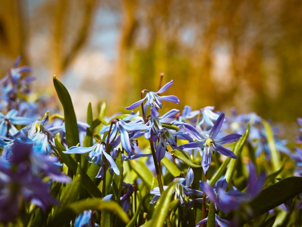 sunlight,nature,forest,flowers,garden,grass