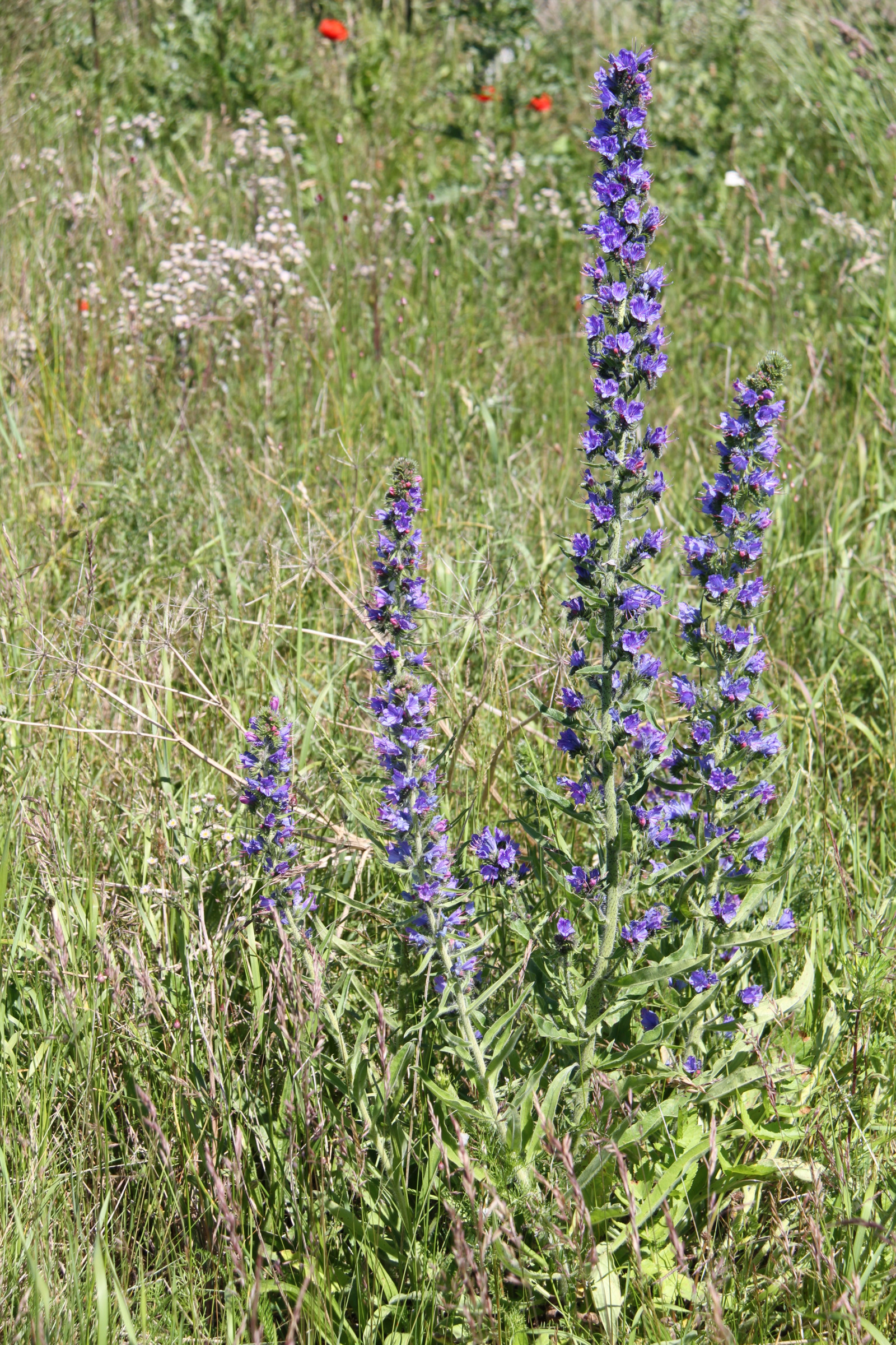 květiny, tráva, levandule, bylina, květ, rostlina, flóra, louka, divoká rostlina, prérie, botanika, suchozemská rostlina, kvetoucí rostlina, jednoletá rostlina, tráva rodina, lupina, angličtina levandule, francouzské levandule, Hyssopus