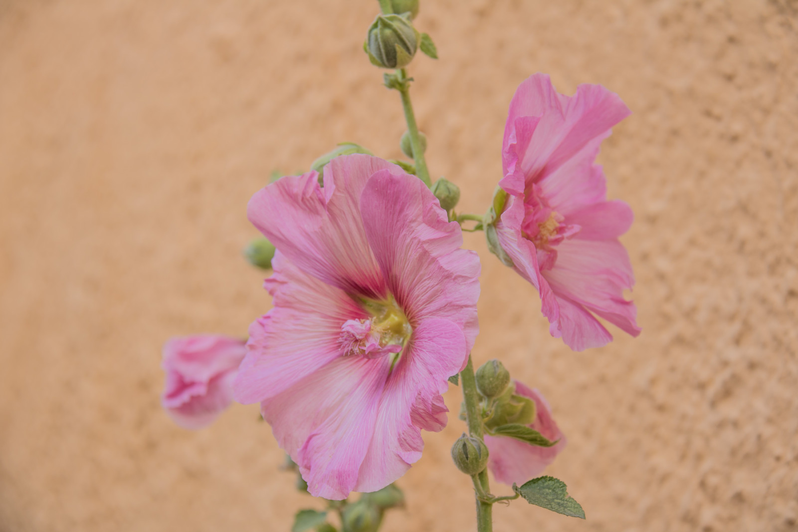 fiorire, rosa, fiore, pianta, flora, blomma, Lund, stockros, modello canoneos760d exif, geocountry, Marca fotocamera Canon, Geocity, modello di fotocamera canoneos760d, geostate, geolocalizzazione, Lente exif efs18200mmf3556is, apertura exif 56, exif fare canon, exif ISOSPEED 100, exif focalLength 70 millimetri, petalo, altea rosata, impianto di terra, pianta fiorita, fotografia macro