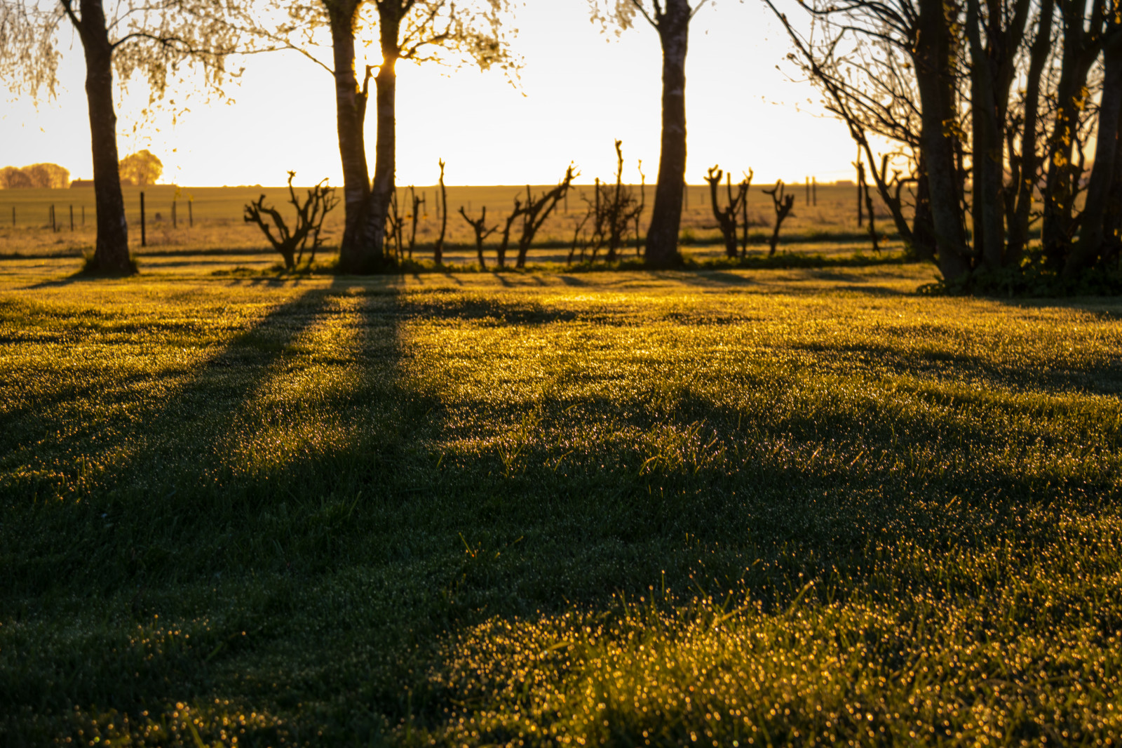 slunečnímu záření, krajina, les, západ slunce, Příroda, tráva, stín, pole, svítání, večer, ráno, slunce, horizont, soumrak, světlo, strom, podzim, list, květ, svítání, lučina, rostlina, sezóna, zlatá hodina, s dersl tt, skugga, gyllenetimmen, louka, trávník, zálesí, prérie, venkov, místo výskytu, přírodní prostředí, atmosférický jev, dřevina, savana