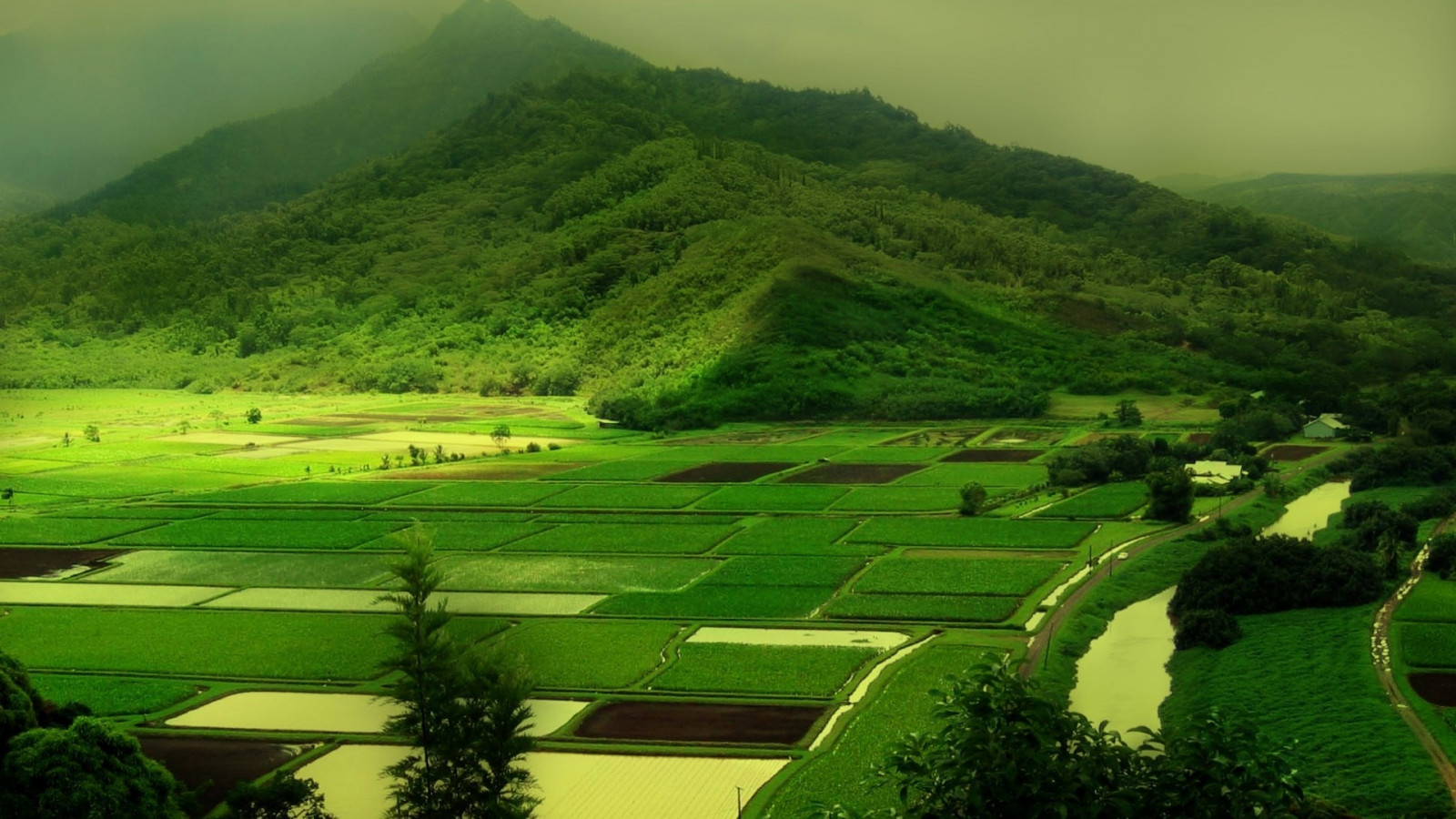 stromy, krajina, kopec, Příroda, tráva, pole, zelená, kopce, mlha, řeka, údolí, plošina, hora, květ, lučina, pastvina, terasa, zemědělství, louka, plantáž, prostý, 1920x1080 px, trávník, vysočina, venkov, horských reliéf, geografický rys, letecké snímkování, pohoří, stanice hill, neloupané pole